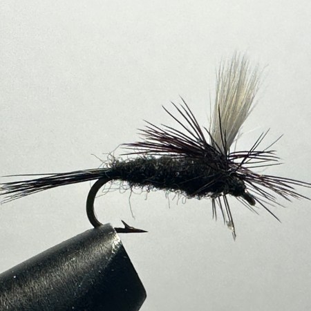 Ant, Black Parachute