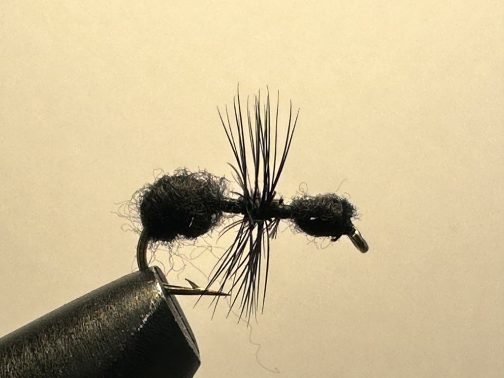 Ant