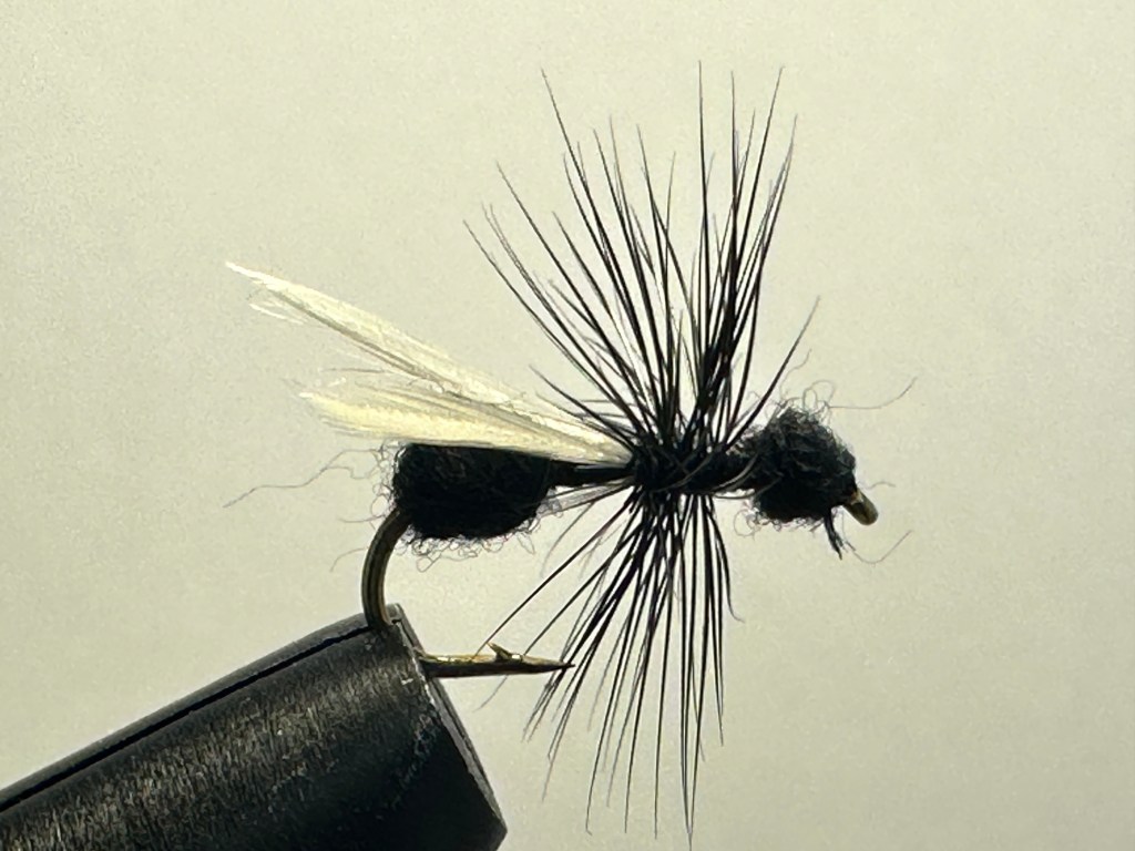 Ant, Black Flying