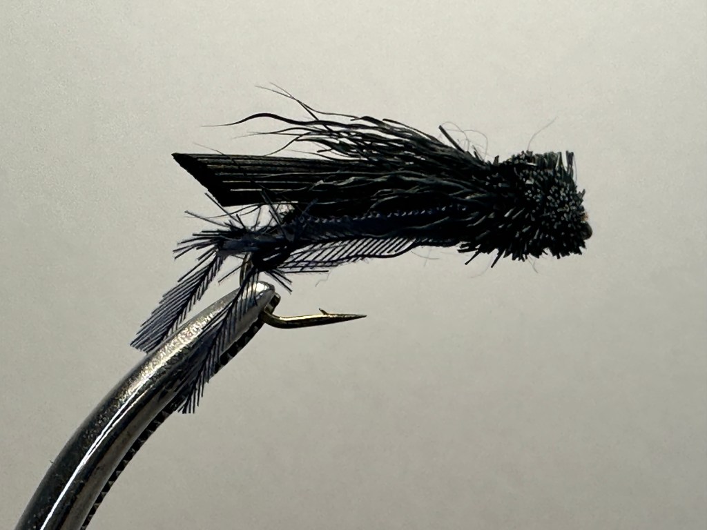 Black Cricket