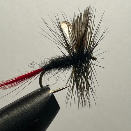 Black Gnat, Red Tail