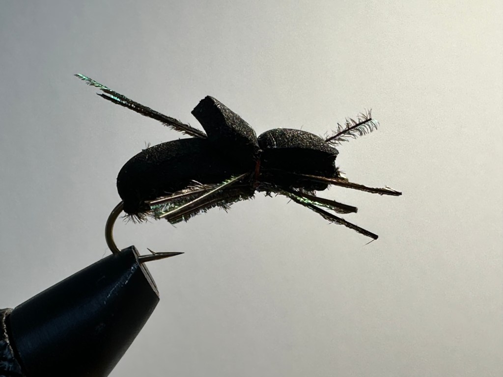 Cicada