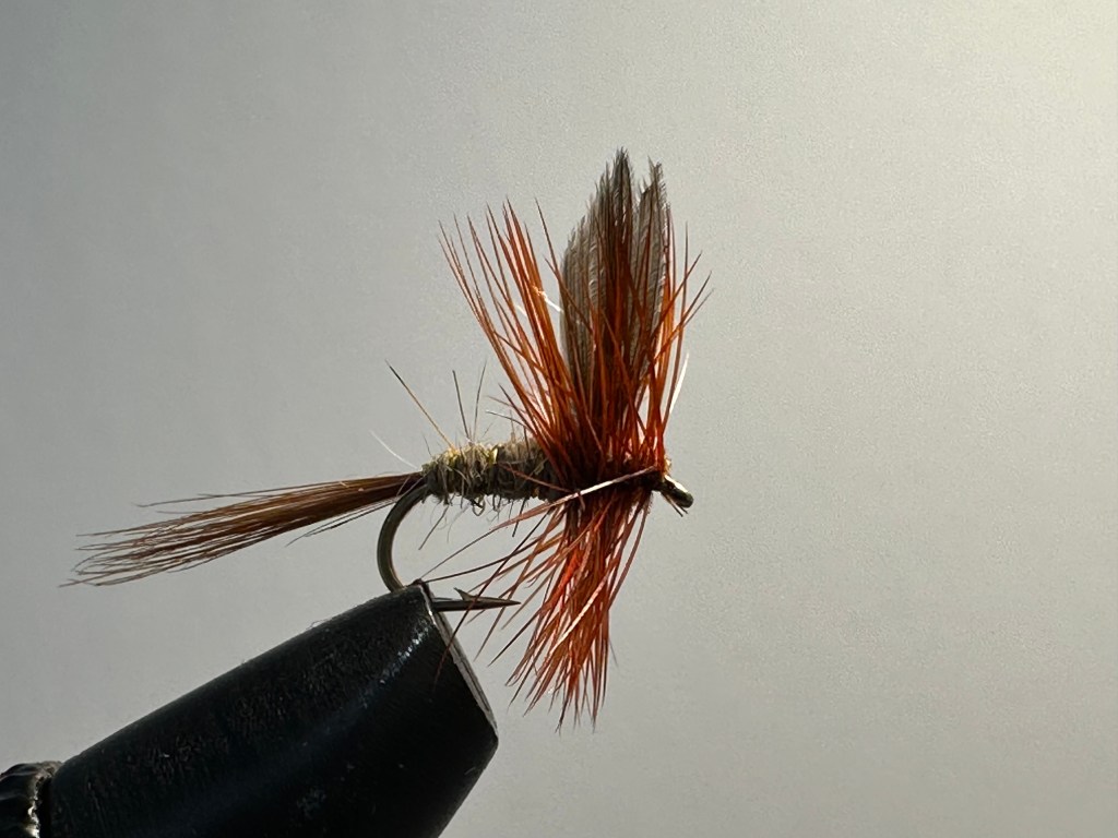 Hares Ear, Dry