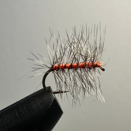 Orange Asher
