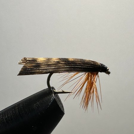 Tent Wing Caddis