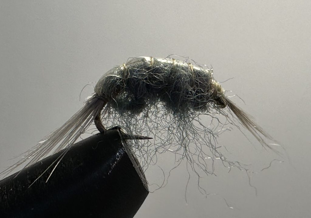 Shrimp, Flashy