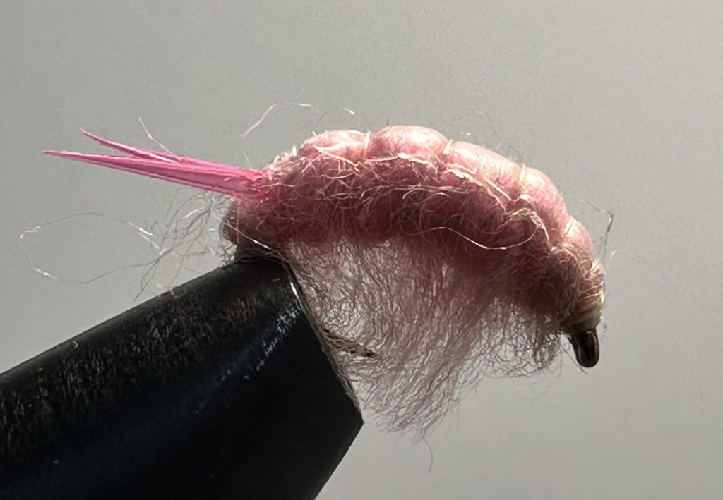 Sow Bug